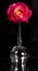 Beautiful wineglass with red rose