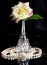 Beautiful wineglass with white rose