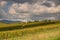 Beautiful Wineyard in autumn in tuscany