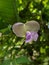 A beautiful winged flower in the garden, this flower has a shape like a butterfly