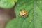 Beautiful winged insects. animals that can fly. perched on the leaves,