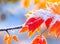 Beautiful winter background with close up frosted maple leaves