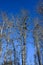Beautiful winter blue sky day, leafless trees full of great blue heron nests