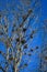 Beautiful winter blue sky day, leafless trees full of great blue heron nests