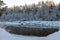 Beautiful winter cold landscape in blue tones, frost on scenic tall grass copse, winter frosty day with frost trees