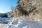 Beautiful winter cold landscape in blue tones, frost on scenic tall grass copse, winter frosty day with frost trees