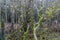 Beautiful winter day in the forest with trunks and tree branches with moss