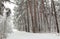 Beautiful winter forest with snowy trees and a white road. Fairy tale