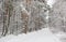 Beautiful winter forest with snowy trees and a white road. Fairy tale