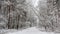 Beautiful winter forest with snowy trees and a white road. Fairy tale