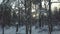 Beautiful winter forest and sunset. Quality panoramic full hd video.