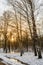 Beautiful winter forest during sunset. Through the sprawling snow-covered branches of the trees visible rays of setting sun