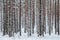 Beautiful winter forest. Trunks of trees covered with snow. Winter landscape. White snows covers ground and trees. Majestic atmosp