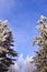 Beautiful winter hoarfrost rime in forest