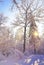 Beautiful winter landscape background with snow covered trees in a cold sunny day.Frosty trees in snowy forest.
