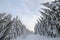 Beautiful winter landscape. Dense mountain forest with tall dark green spruce trees, path in white clean deep snow on bright