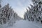 Beautiful winter landscape. Dense mountain forest with tall dark green spruce trees, path in white clean deep snow on bright