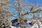 Beautiful Winter Landscape with Evergreen Coniferous Trees Covered in Snow on a Sunny Blue Sky Day