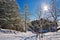 Beautiful Winter Landscape with Evergreen Coniferous Trees Covered in Snow on a Sunny Blue Sky Day