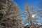 Beautiful Winter Landscape with Evergreen Coniferous Trees Covered in Snow on a Sunny Blue Sky Day