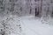 Beautiful winter landscape in forest. Road outside the city and snowfall. Snowdrifts in the park and uncleaned street.