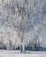 Beautiful winter landscape. frozen tree on natural snowy background. winter season, cold frosty weather