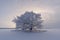 Beautiful winter landscape. lonely snow-covered tree in the field