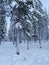 Beautiful winter landscape, short polar day, snowfall in forest, fluffy white snowflakes fall on ground, on coniferous trees,