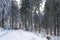 beautiful winter landscape, snow-covered branches of fir trees, heavy snowfall, swept road, walks in white forest, Capturing