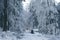 beautiful winter landscape, snow-covered branches of fir trees, heavy snowfall, swept road, walks in white forest, Capturing