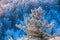 Beautiful winter landscape. Snow-covered fir trees stand against the background of frozen trees on the top of a frosty mountain