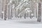 Beautiful winter landscape during a snowfall. pine trees covered with snow in forest