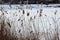 Beautiful winter landscape. Swamp Grass in winter.