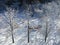 Beautiful winter landscape, trees covered with snow