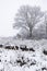 Beautiful winter landscape, trees covered with snow