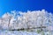 Beautiful Winter landscape, Trees covered with white snow.