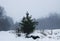 Beautiful winter landscape with trees in snow