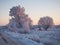 Beautiful winter landscape. Trees in the snow, snowdrifts