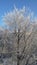 Beautiful winter morning . Trees in snow. The sky beautiful.