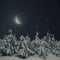 Beautiful winter nature night landscape. Pine trees covered snow