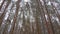 Beautiful winter pine forest, panoramic video.