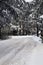Beautiful winter  road. Snow-covered firs, Park In Winter Time. Background