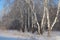 Beautiful winter Russian forest of trees in the snow are birches a magnificent landscape of Siberian nature