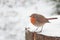 Beautiful winter scenery with European Robin bird sitting on the stump within a heavy snowfall