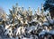 Beautiful winter snow fir forest after snowfall against the blue sky