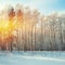 Beautiful winter sunset with birch trees in the snow