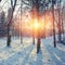 Beautiful winter sunset with trees in the snow.