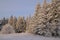 Beautiful winter taiga landscape