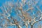 Beautiful Winter Tree Sedona Arizona