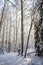 Beautiful winter view, path in the winter forest, Meiko recreation area, Kirkkonummi, Finland